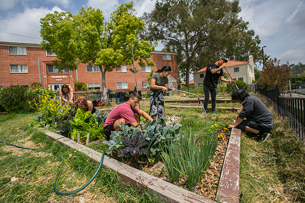 Students work in the Sustainable Urban Farm at Whittier College.