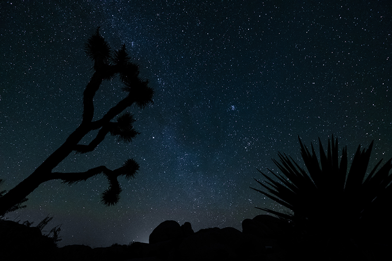 A starry night at Joshua Tree National Park.