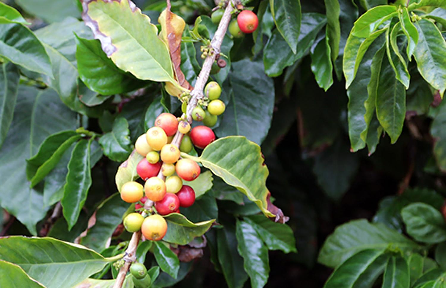 Coffee plant