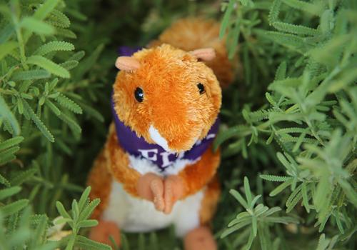 Friday the Squirrel plush