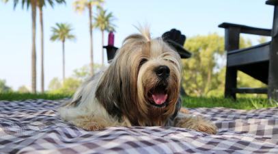 Pet therapy is available every other Monday. | Whittier College