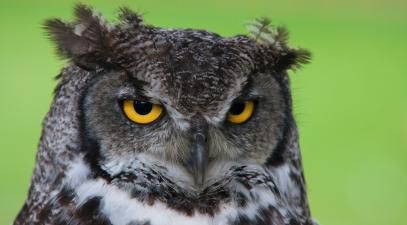 Owl by Paul Morley via Unsplash