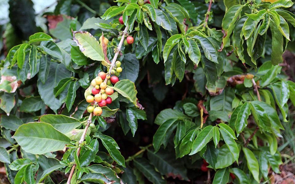 Coffee plant